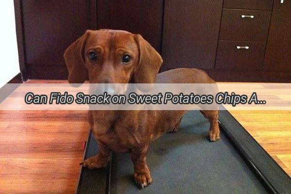 Can Fido Snack on Sweet Potatoes Chips A Tasty TailWagging Truth